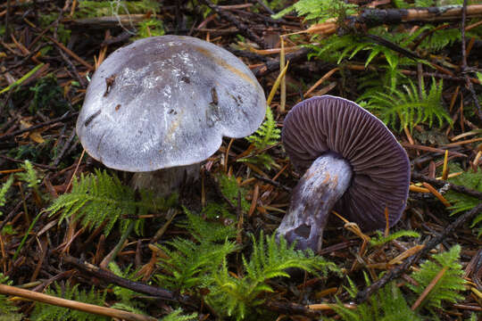 Image of Thaxterogaster occidentalis (A. H. Sm.) Niskanen & Liimat.