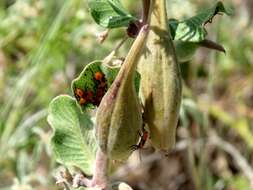 Image of Large Milkweed Bug