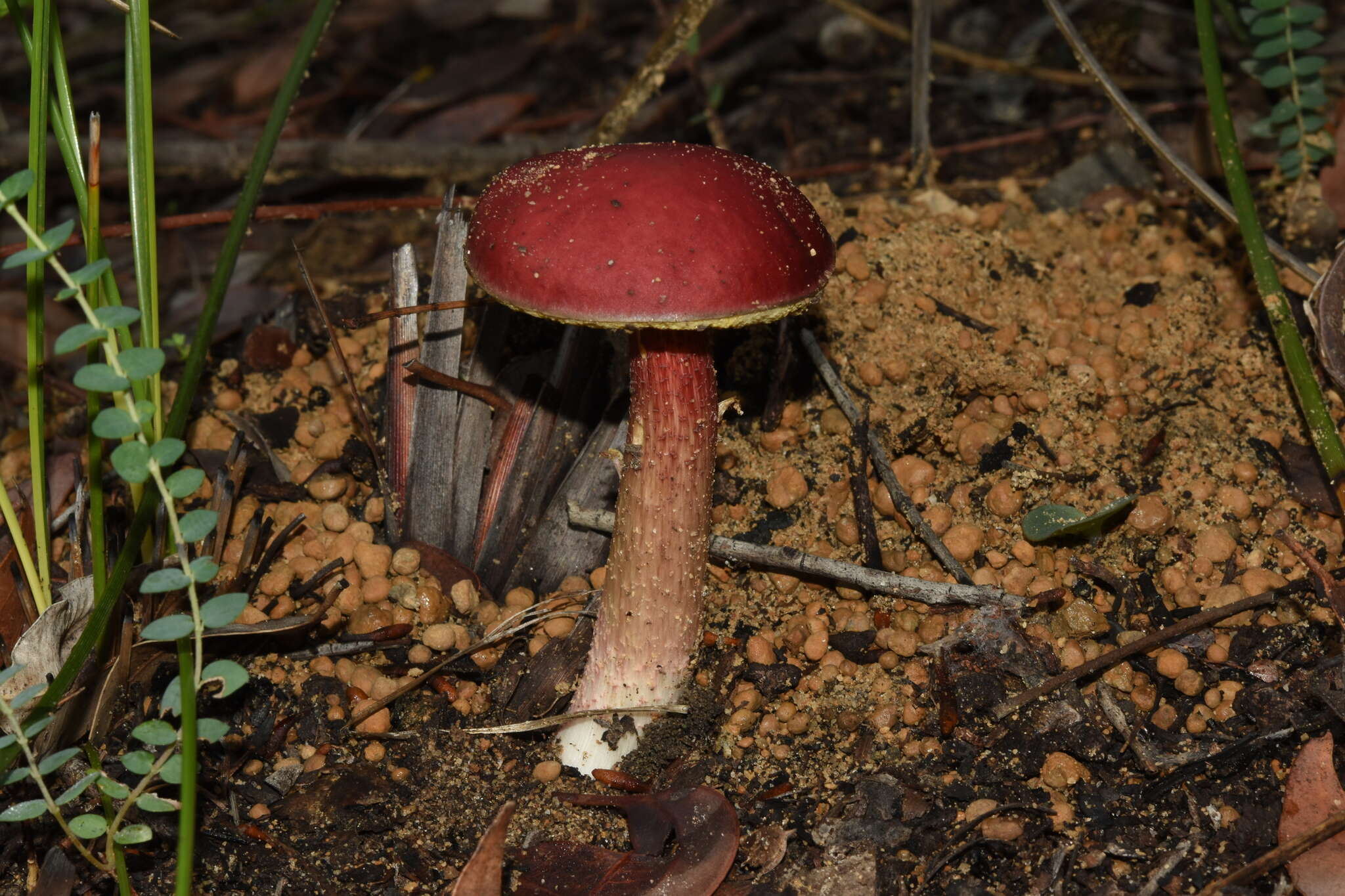 Image of Boletellus obscurecoccineus (Höhn.) Singer 1945