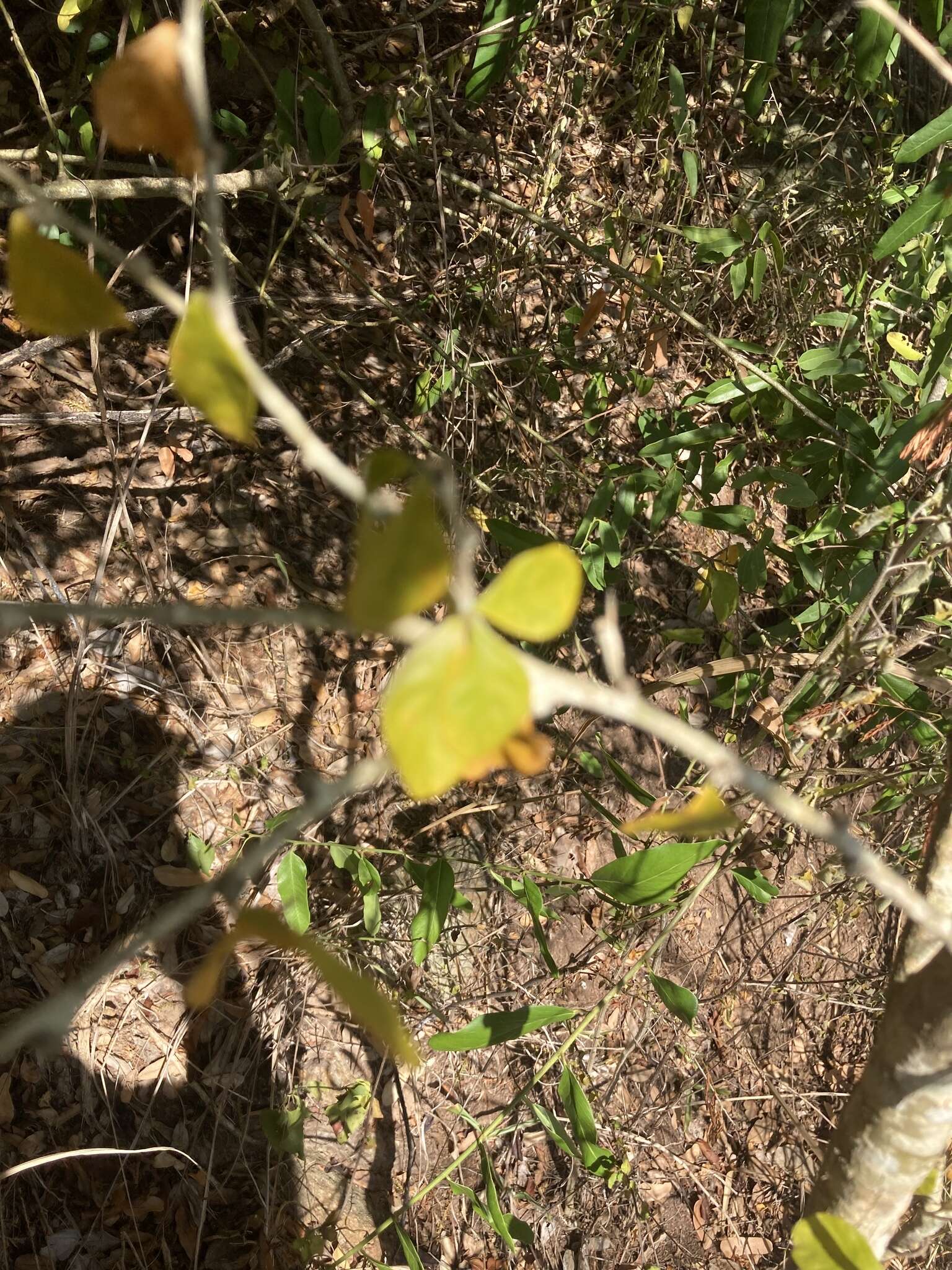 Image of wild lime