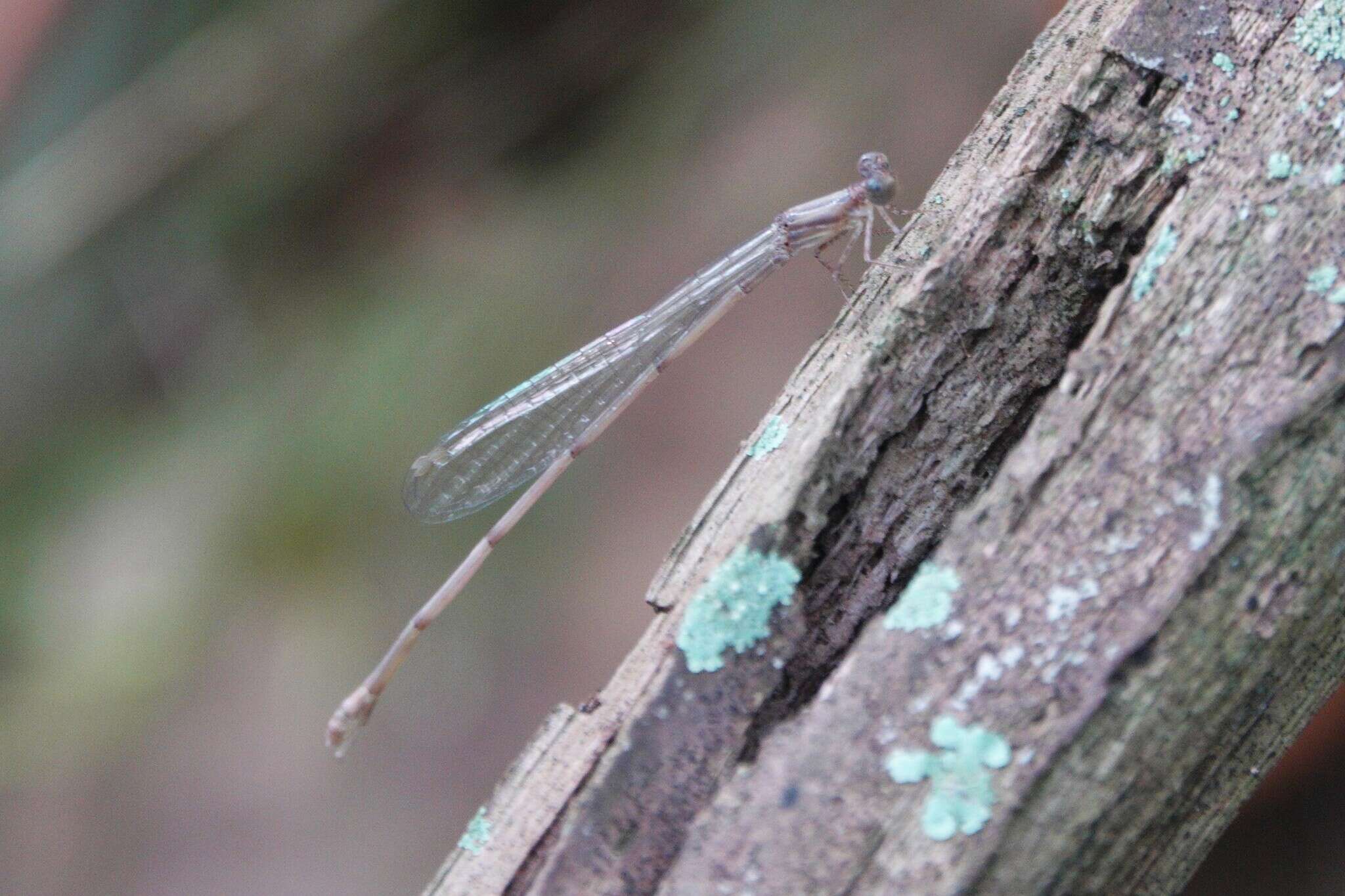 Image of Leptobasis lucifer (Donnelly 1967)