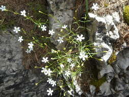 Image de Heliosperma pusillum (Waldst. & Kit.) Rchb.