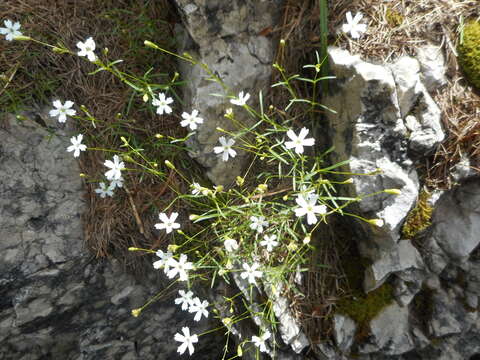 Image of Heliosperma pusillum (Waldst. & Kit.) Rchb.