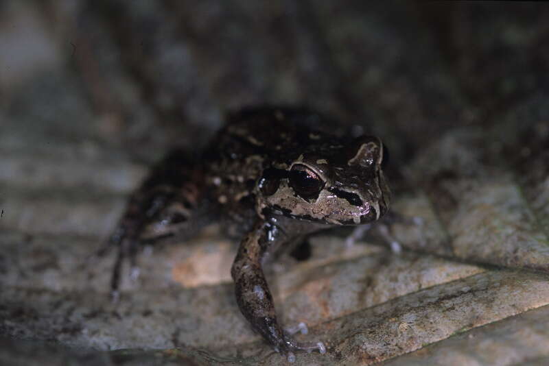 Image of Leptodactylus myersi Heyer 1995