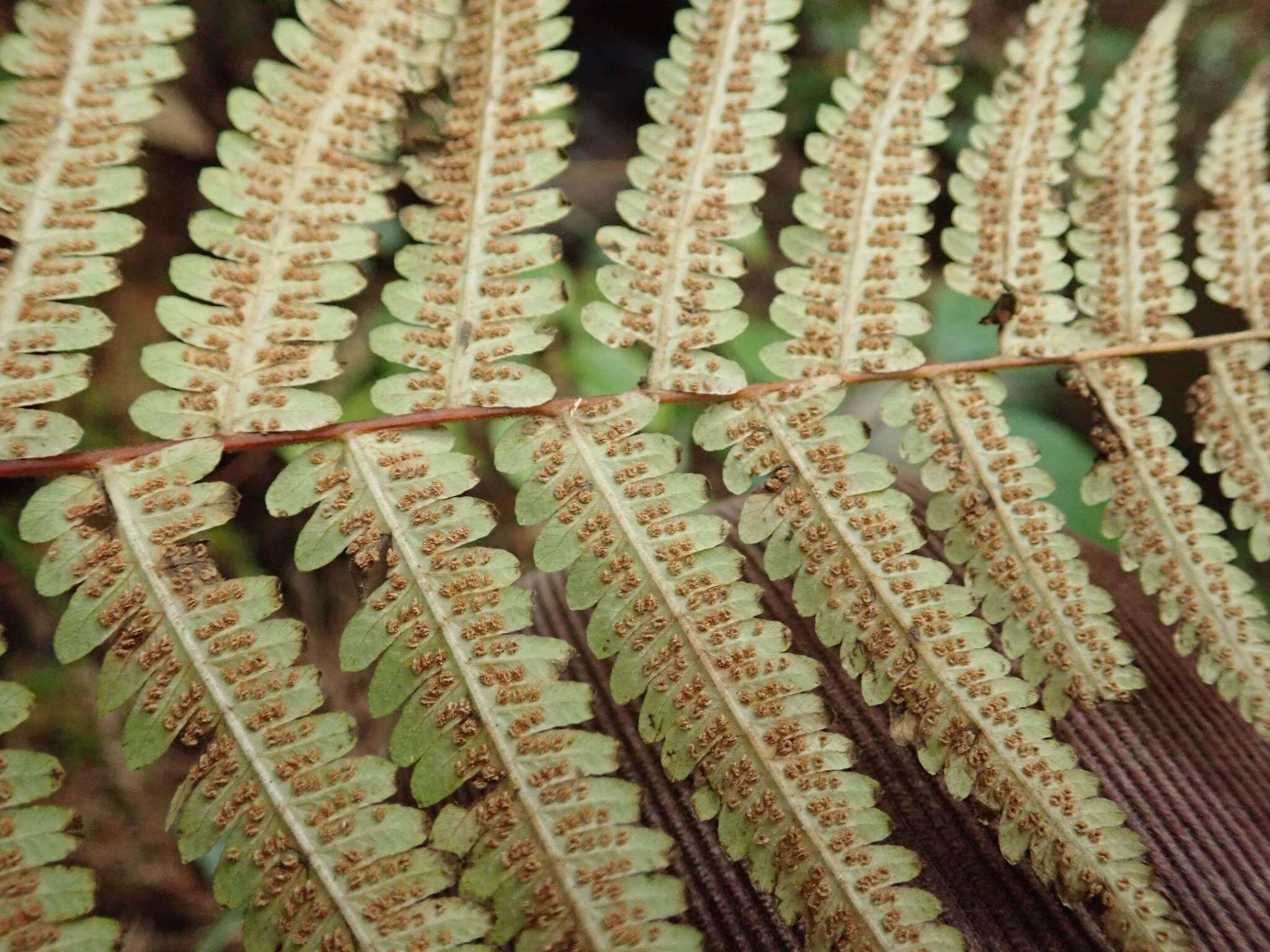 Image of Parathelypteris japonica (Bak.) Ching