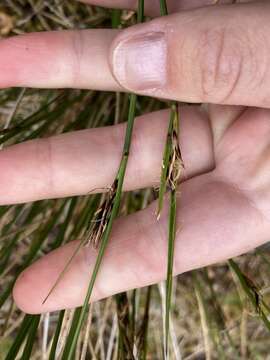 Image of Schoenus pauciflorus (Hook. fil.) Hook. fil.