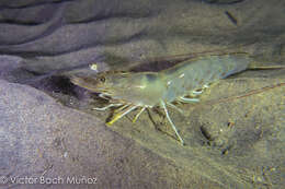Image of yellow-leg shrimp