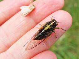 Image of variable cicada