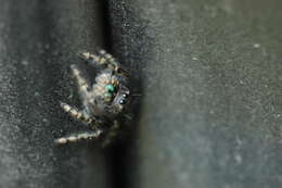 Phidippus audax (Hentz 1845) resmi