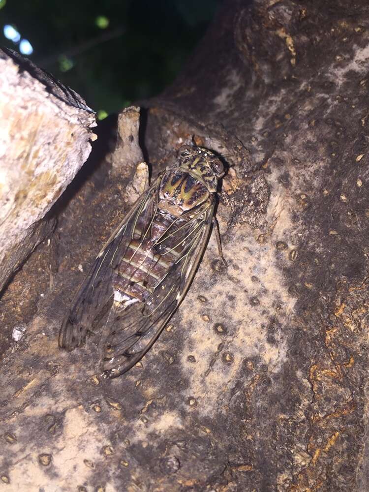 Image of Cicada mordoganensis Boulard 1979