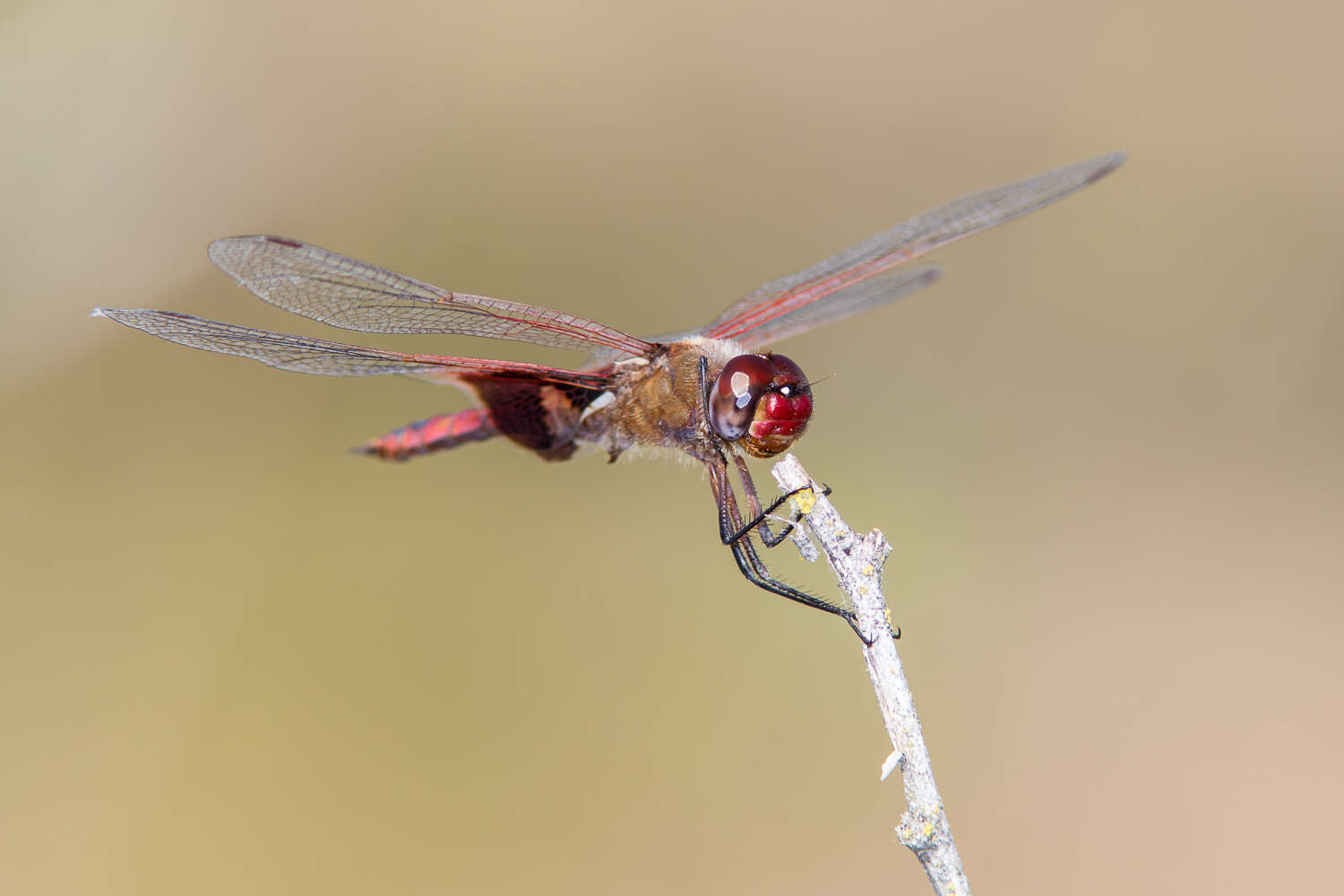 Image of Red Saddlebags