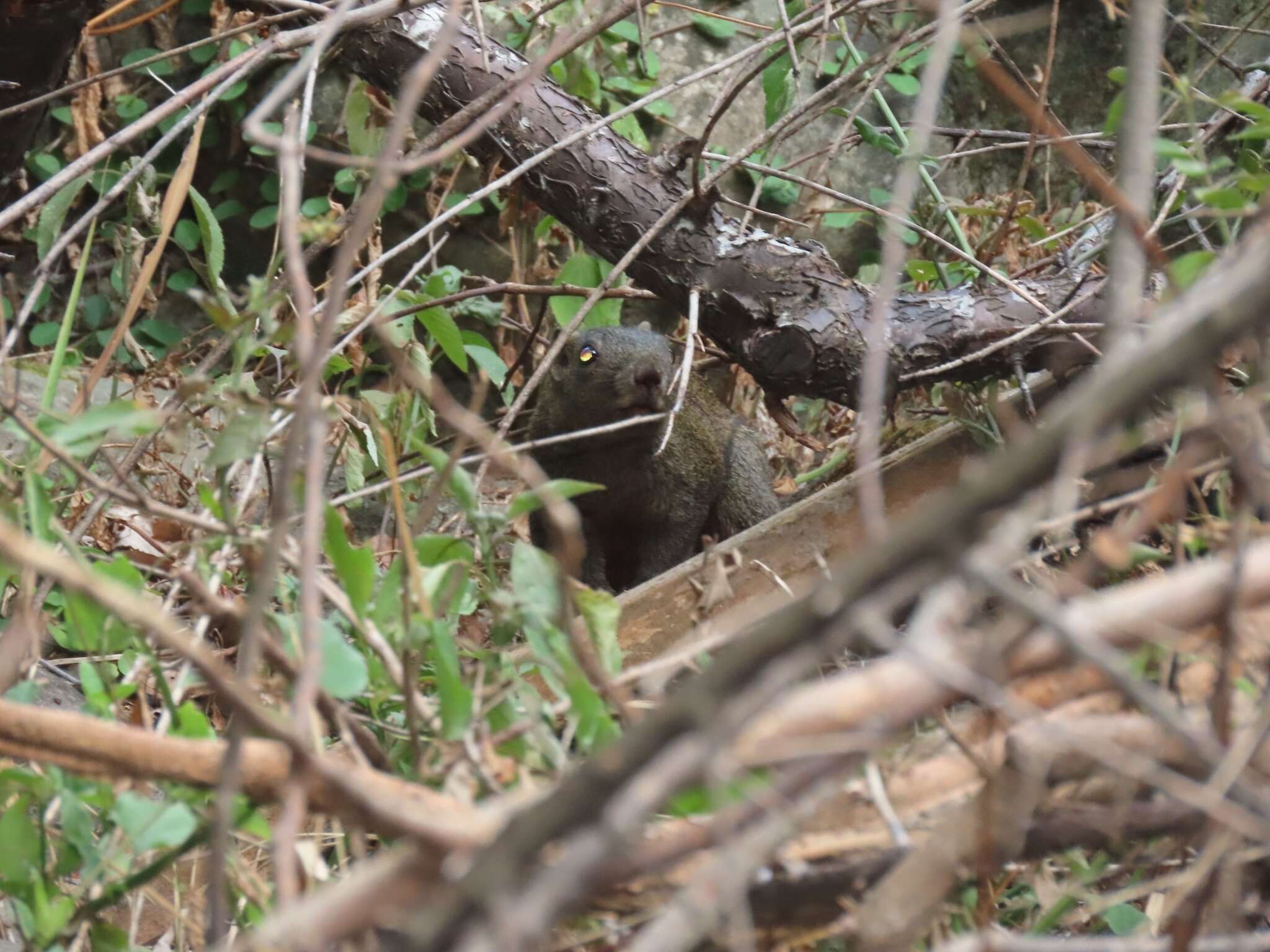 Imagem de Callosciurus erythraeus thaiwanensis (Bonhote 1901)