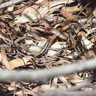 Image of Red-throated Cool-skink