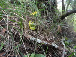 Image of Brachyglottis southlandica (Cockayne) B. Nord.