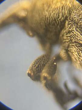 Image of Weevil