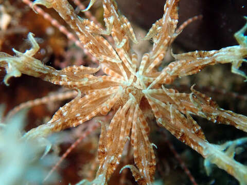 Image of Mediterranean feather star