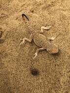 Image of Secret toadhead agama