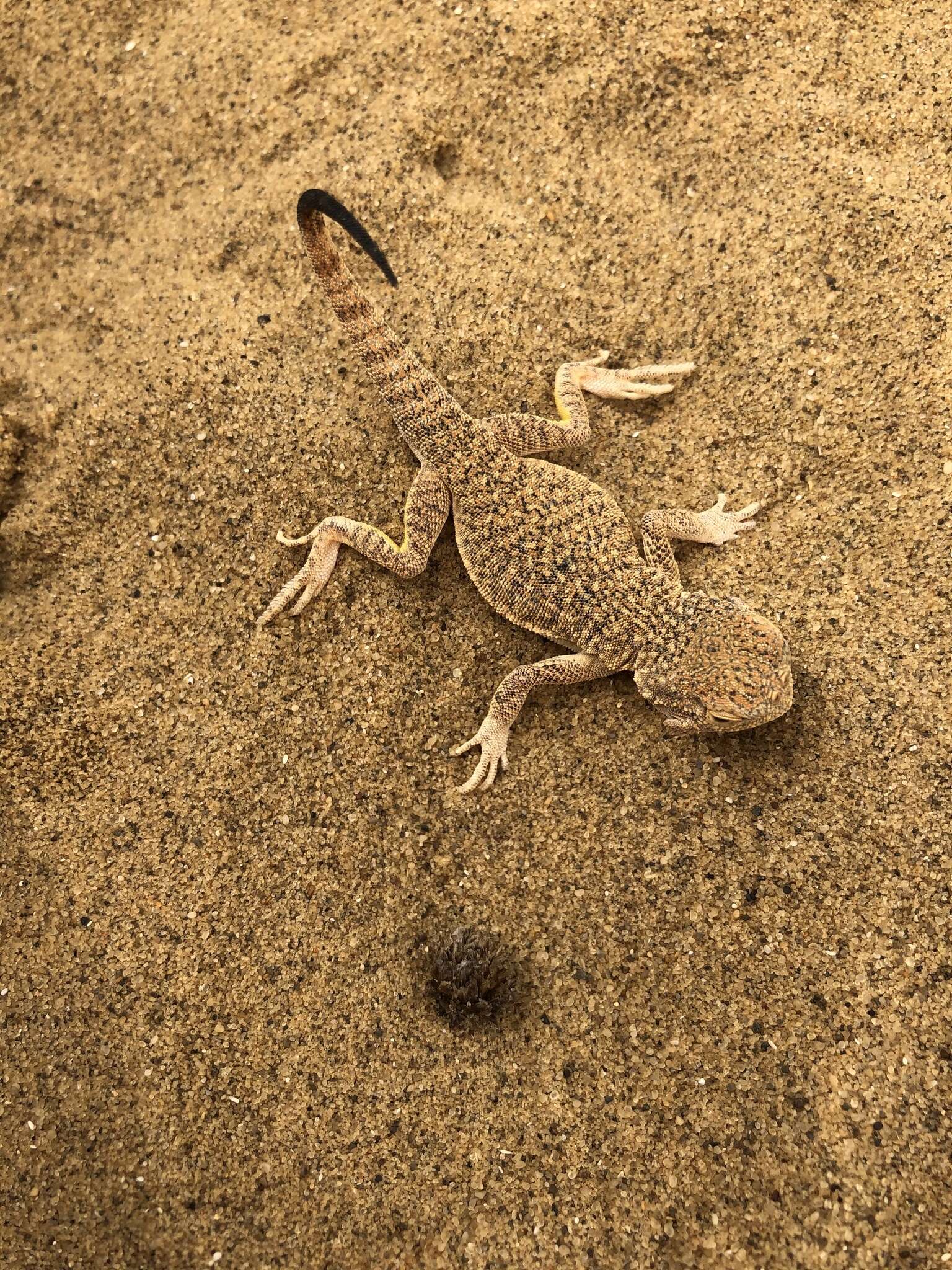 Image of Secret toadhead agama