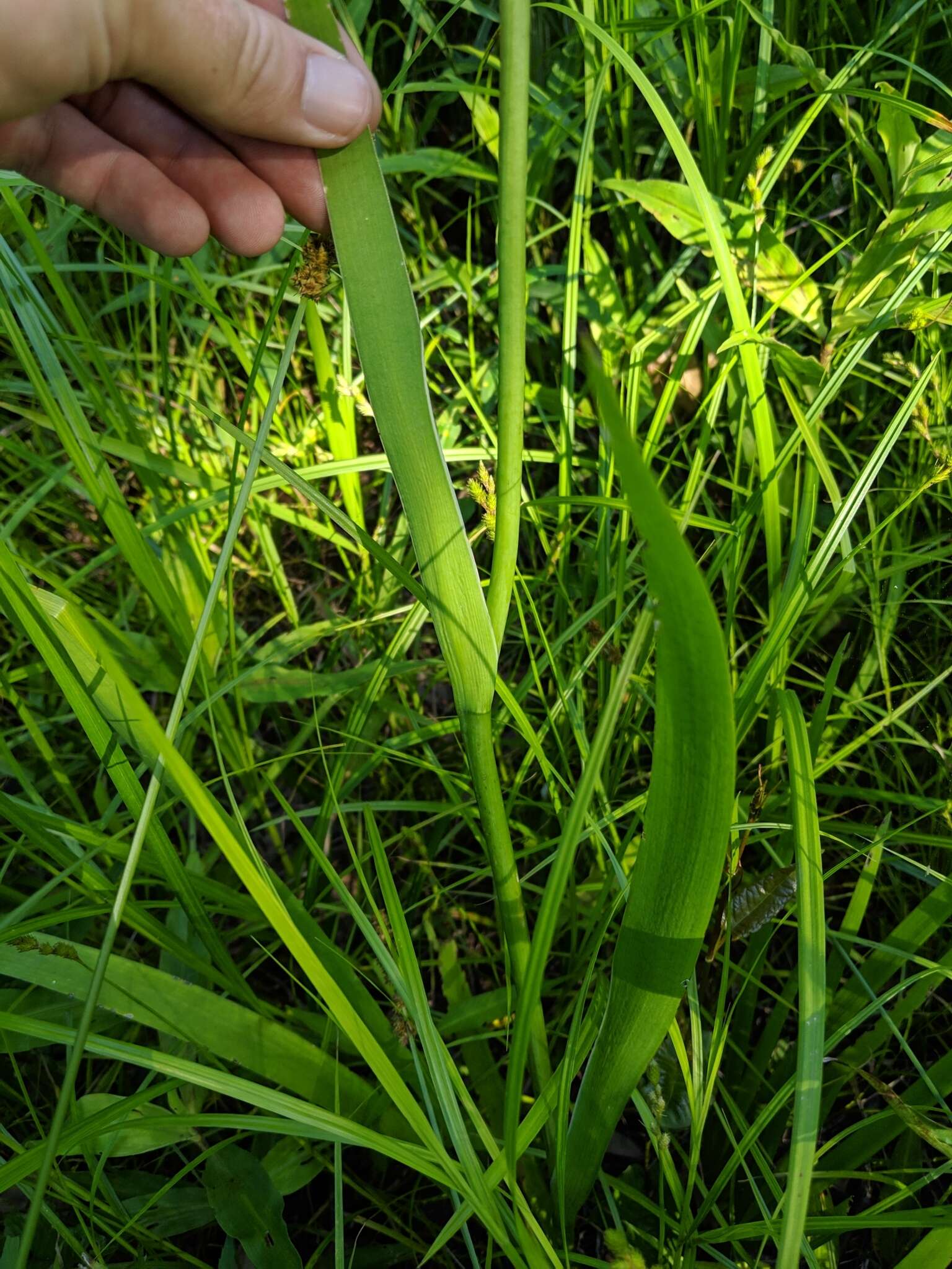 Image of copper iris