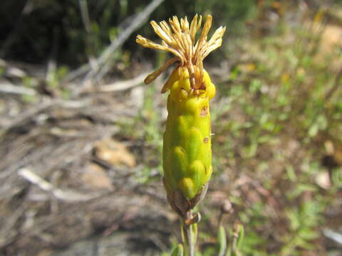 Image of Pteronia centauroides DC.