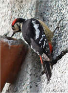 Image of Himalayan Woodpecker