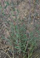 Image of Monardella linoides subsp. erecta (Abrams) Elvin & A. C. Sanders