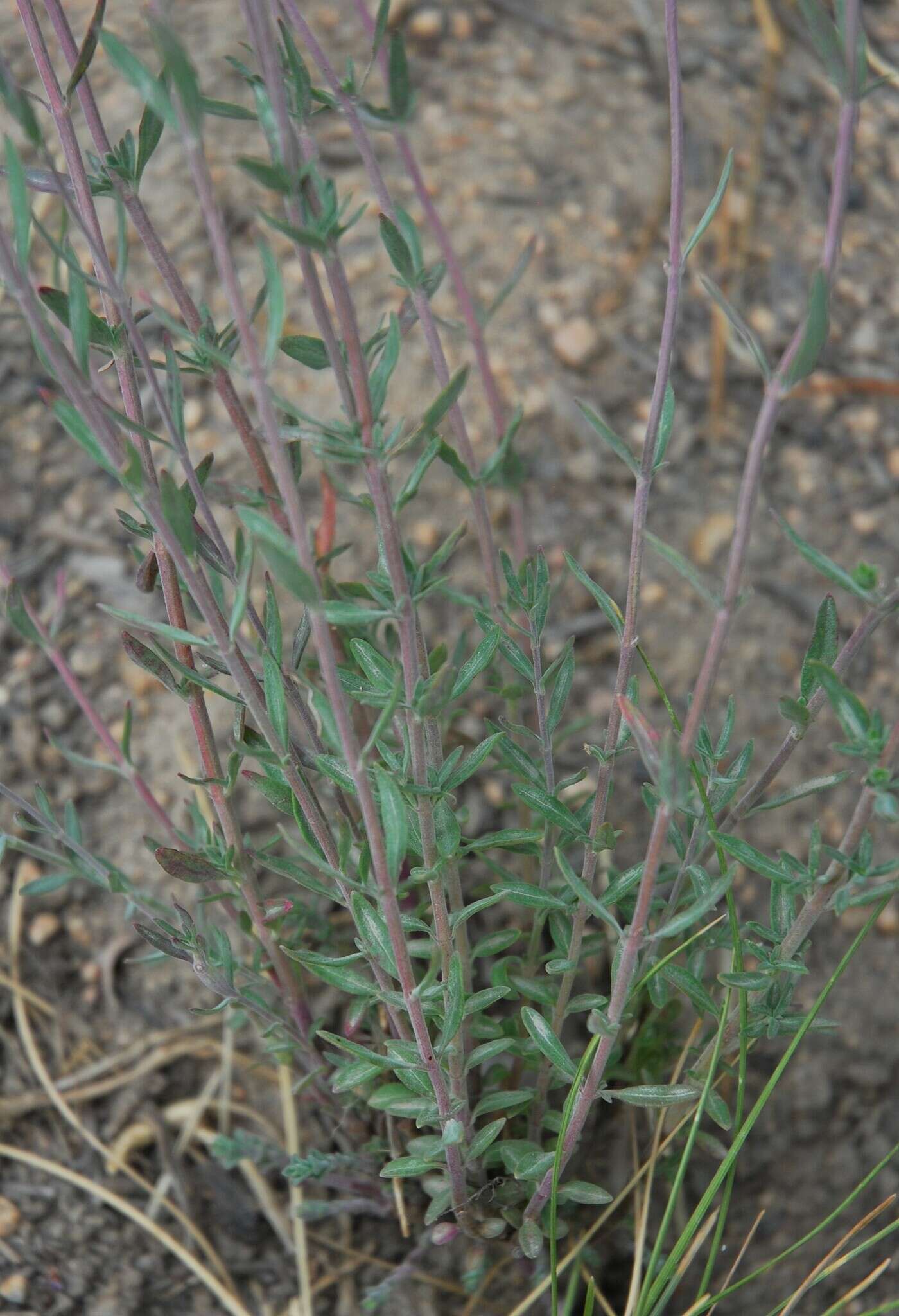 Image of Monardella linoides subsp. erecta (Abrams) Elvin & A. C. Sanders