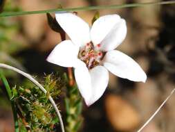 Image of Demure Loose Chinaflower