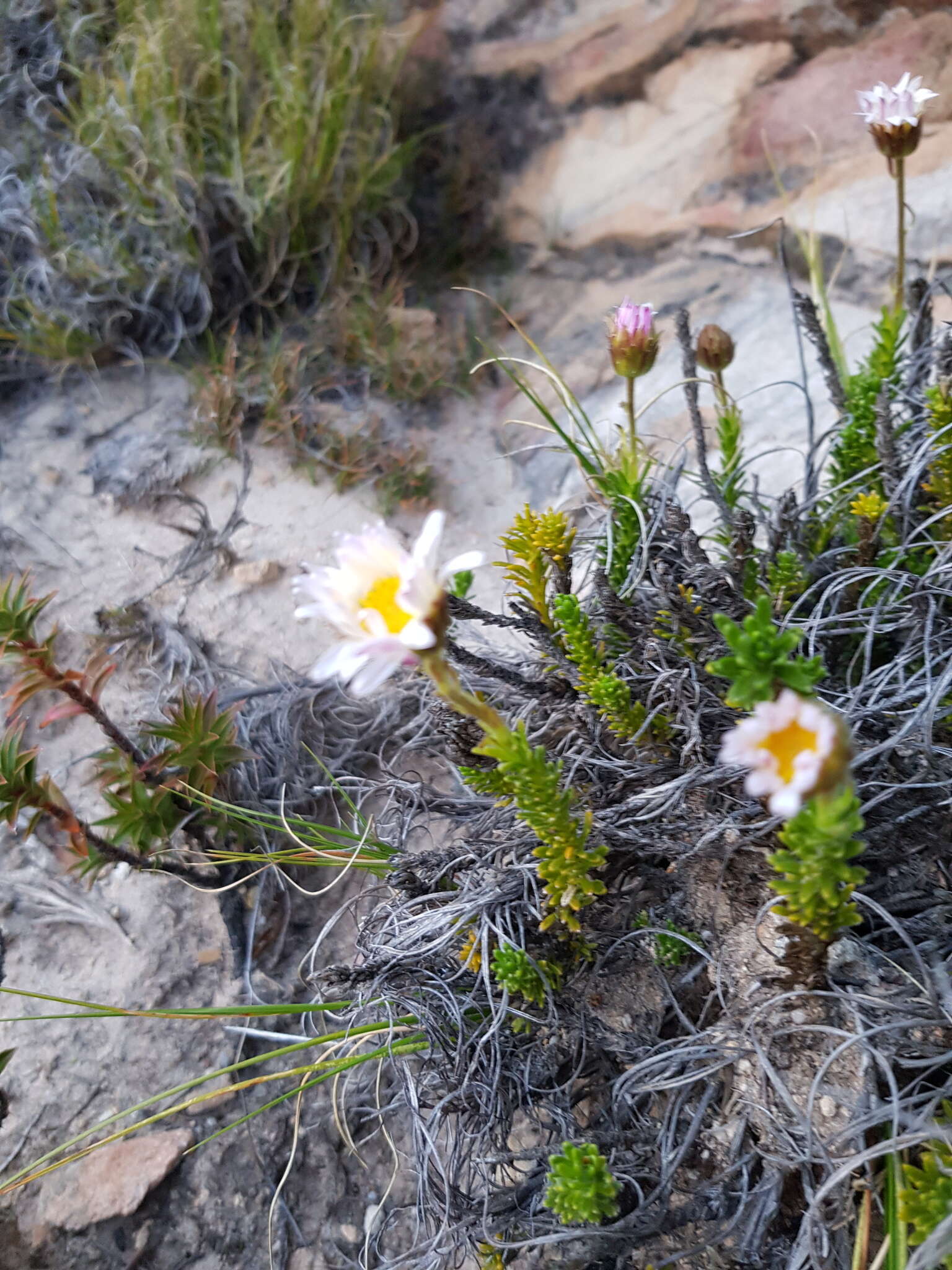 Image of Polyarrhena imbricata (DC.) Grau