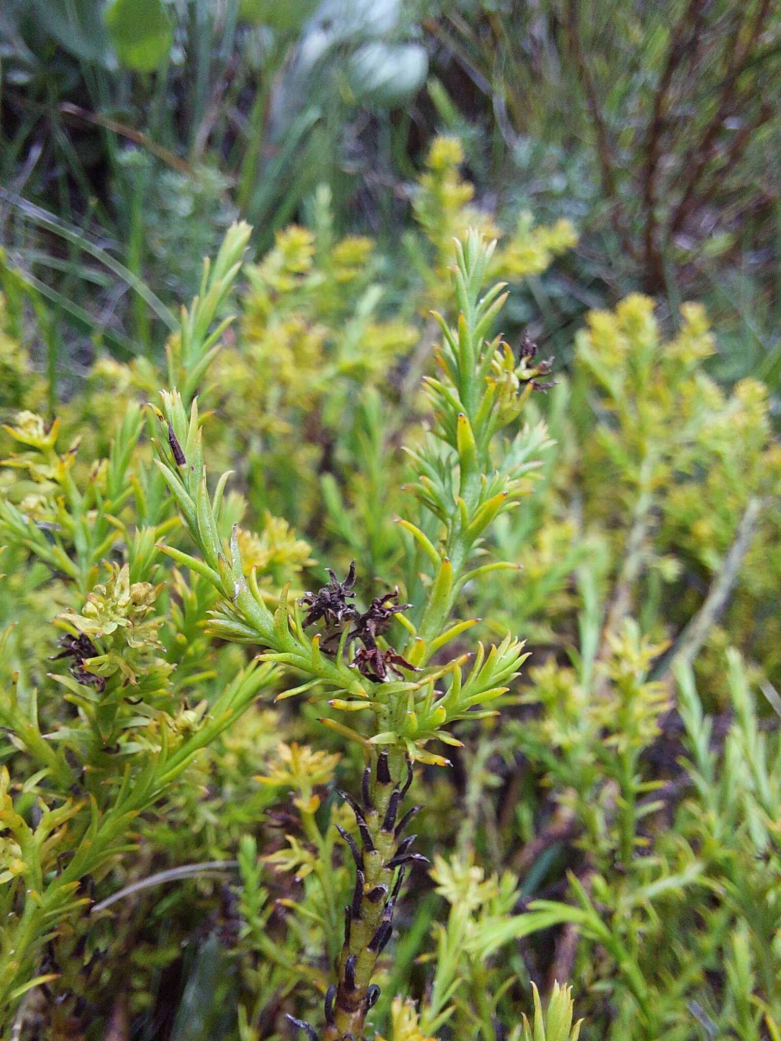 Imagem de Thesium cupressoides A. W. Hill