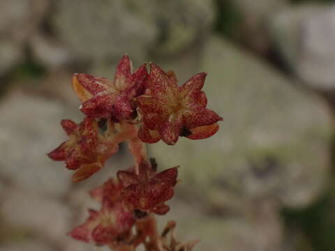 Image of Sedum alpestre Vill.