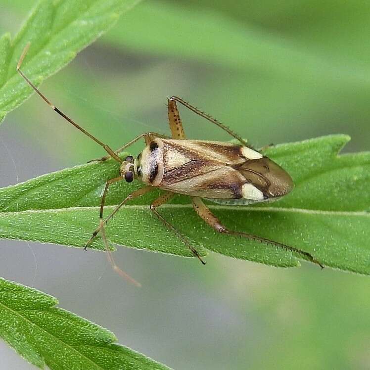 Sivun Adelphocoris fasciaticollis Reuter 1903 kuva