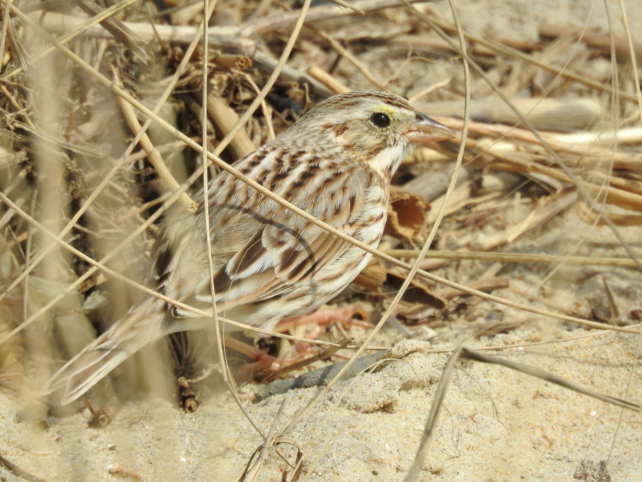 Image of Passerculus sandwichensis princeps Maynard 1872