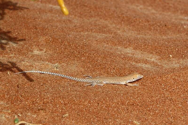 Image of Schmidt's Fringe-toed Lizard