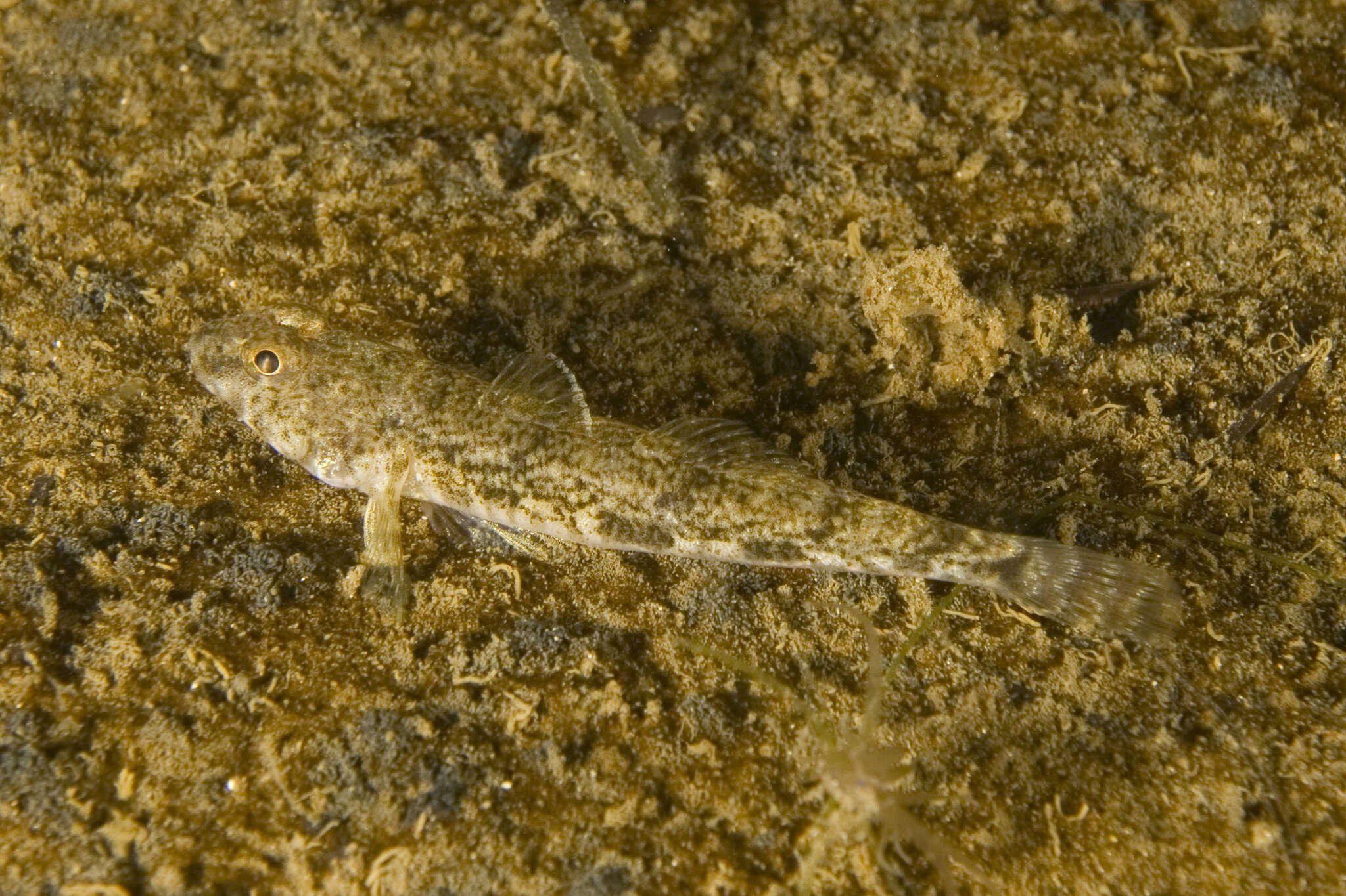 Plancia ëd Nesogobius maccullochi Hoese & Larson 2006