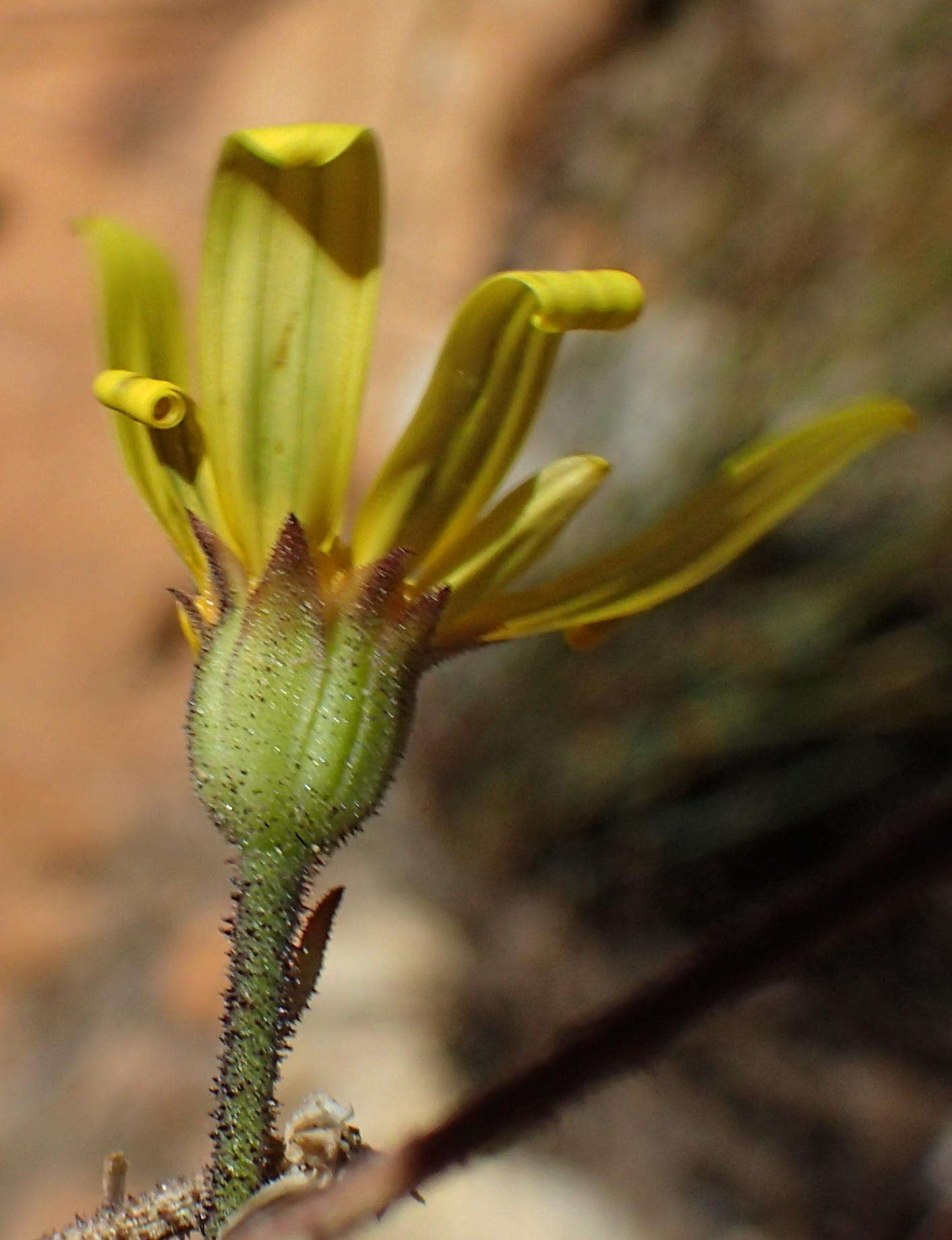 Image of <i>Osteospermum <i>polygaloides</i></i> var. polygaloides