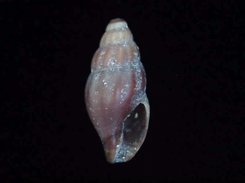 Neoguraleus lyallensis (Murdoch 1905)的圖片