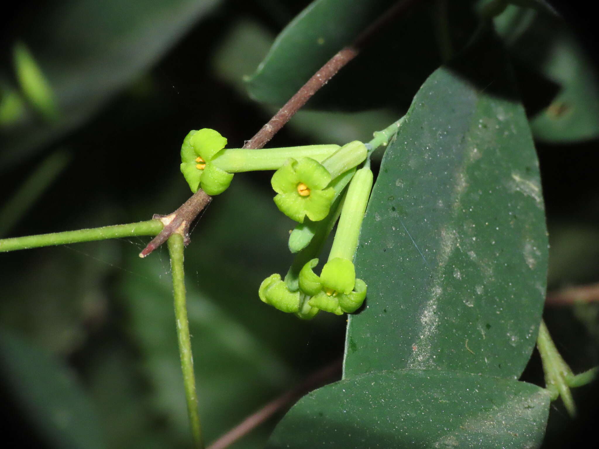 Image of Wikstroemia nutans Champ. ex Benth.