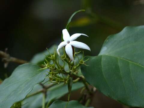 Imagem de Jasminum malabaricum Wight