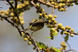 Image of Yellow-fronted Tinkerbird