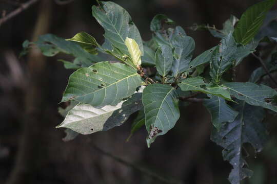 Ficus benguetensis Merr.的圖片