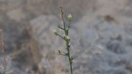 Image of shortleaf baccharis