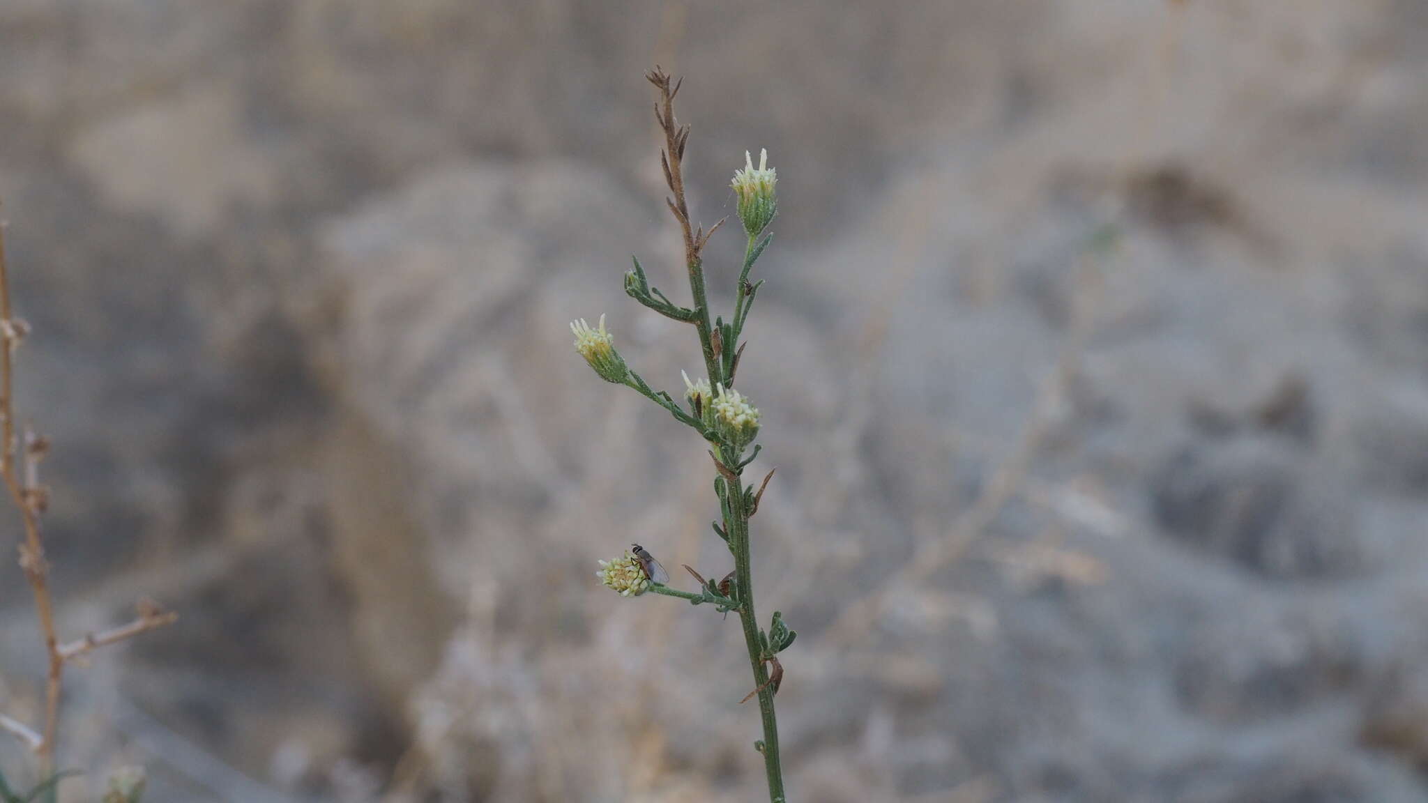 Image of shortleaf baccharis