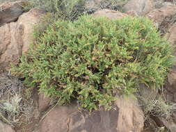 Image of Pelargonium tragacanthoides Burch.