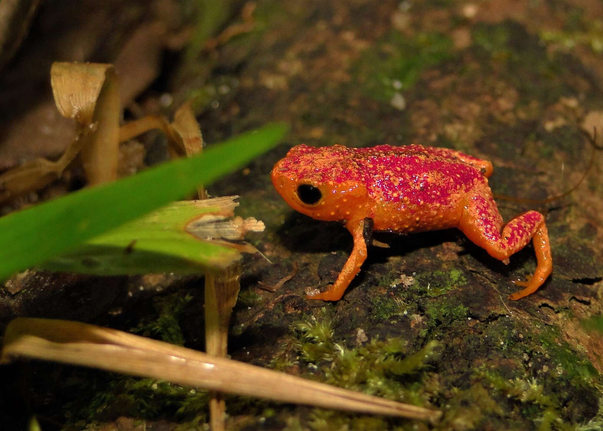 Image of Red Pumpkin Toadlet