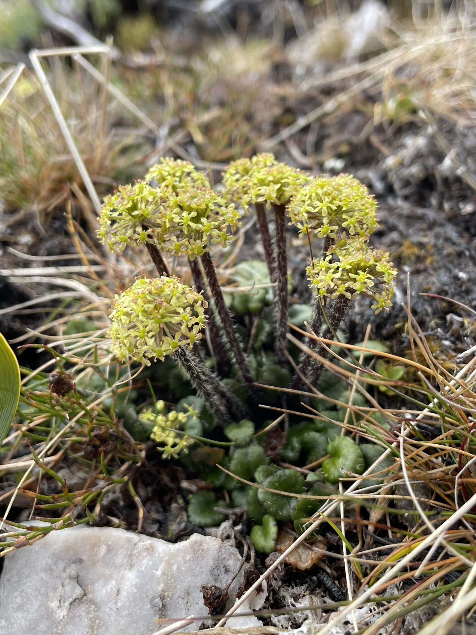 Imagem de Diplaspis cordifolia (Hook.) Hook. fil.