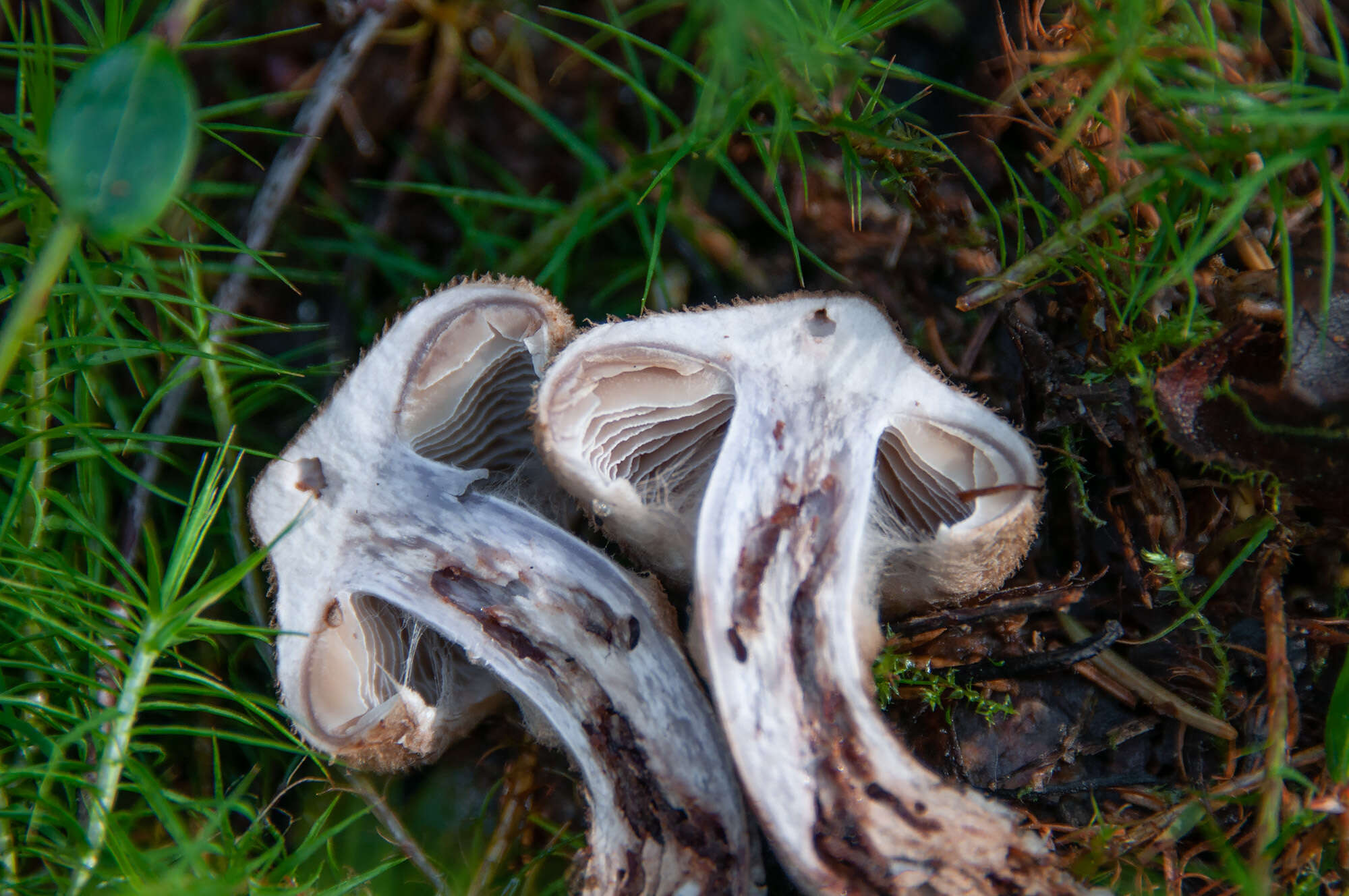 Image of Cortinarius pholideus (Lilj.) Fr. 1838