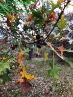 Image of Nuttall Oak