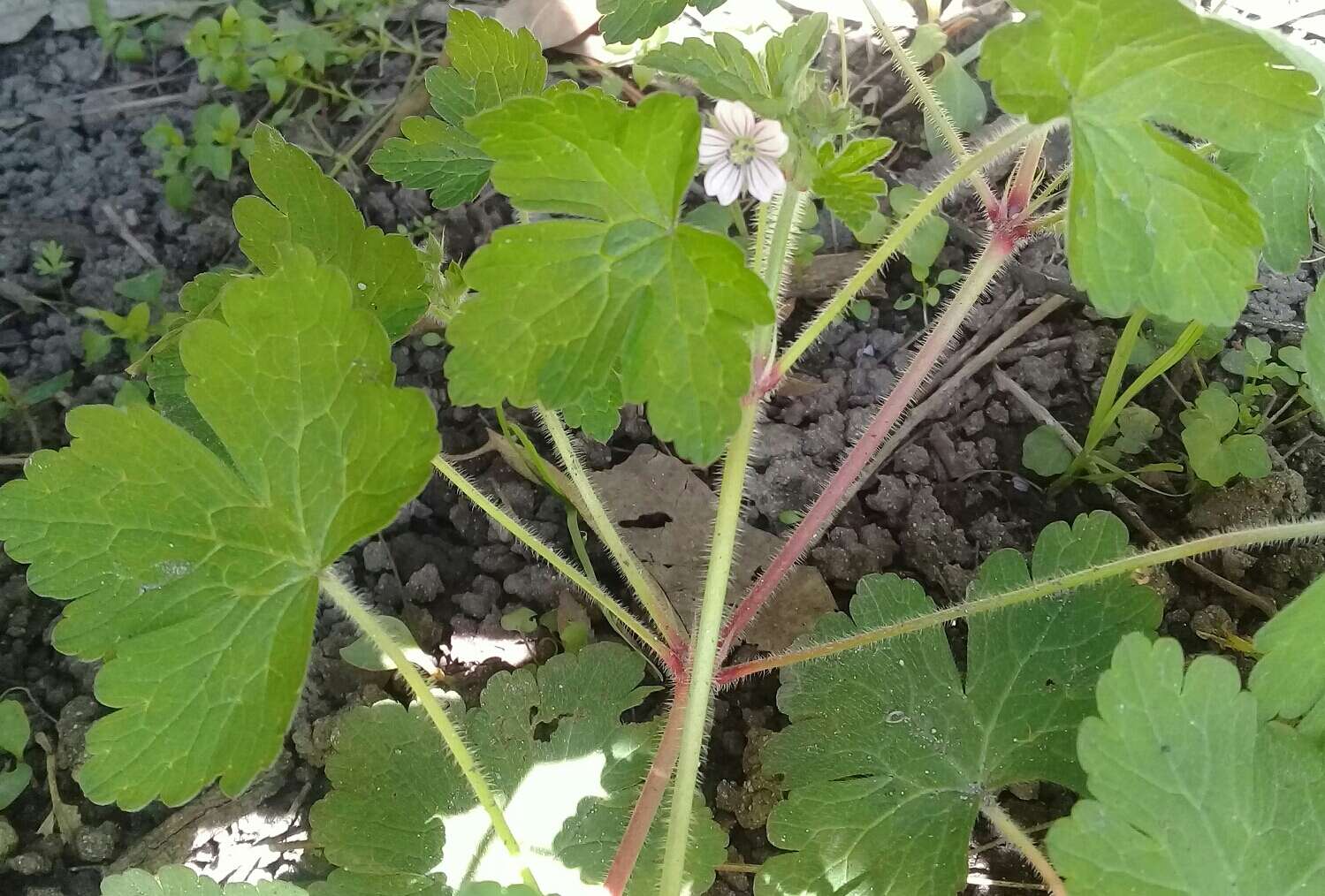 Imagem de Geranium seemannii Peyr.