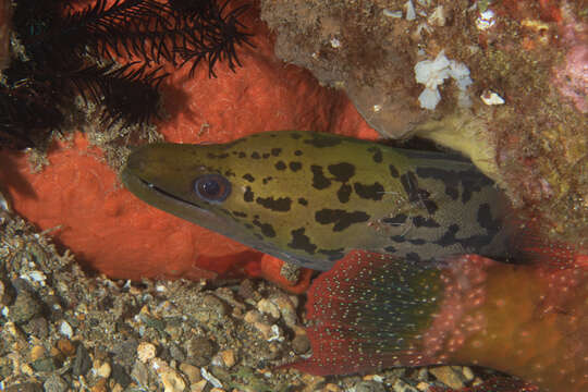 Image of Fimbriated moray